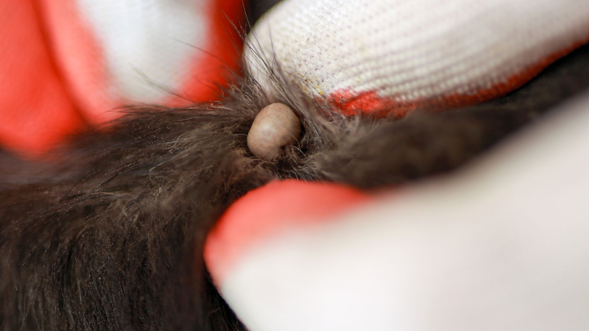 Close-up of a swollen tick embedded in the dark fur of an animal, held by gloved hands.