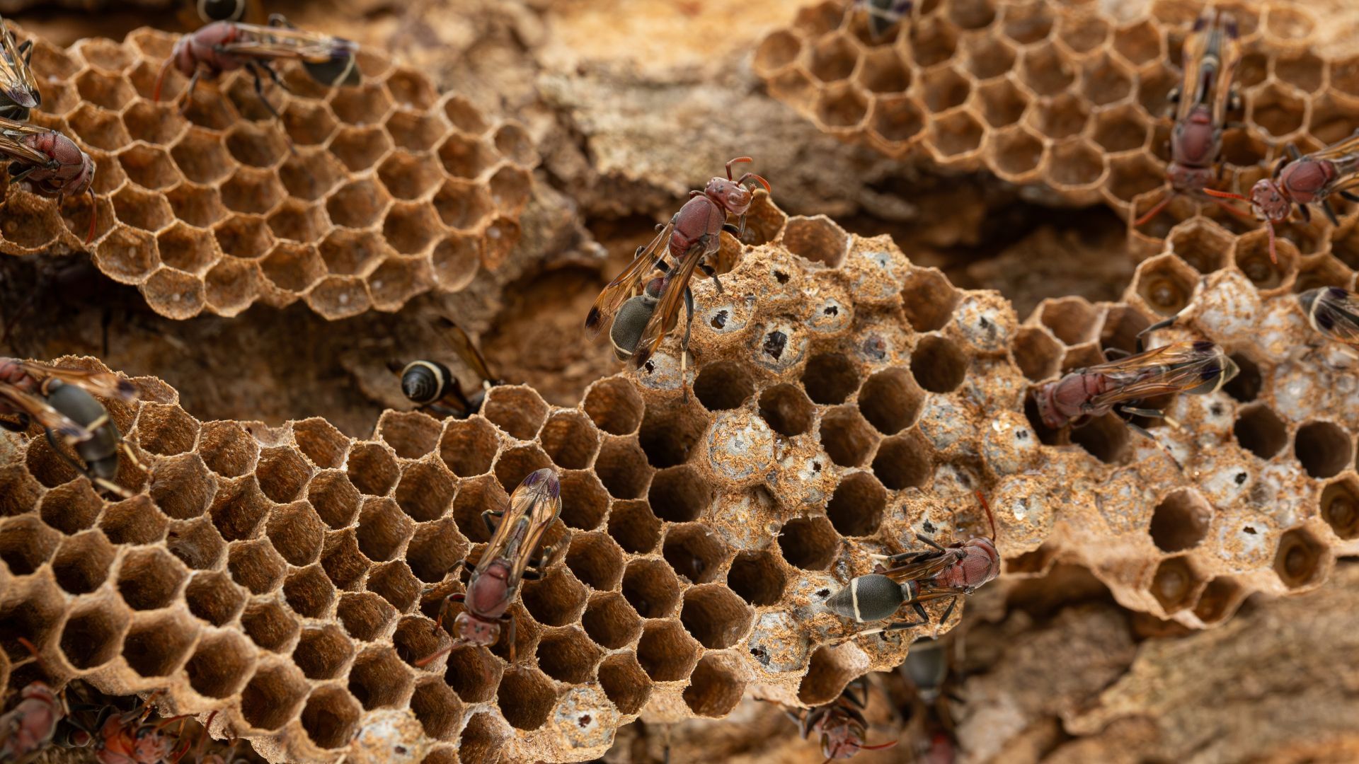 Bees on a brown, honeycomb-like structure. Bees are visible in the cells.