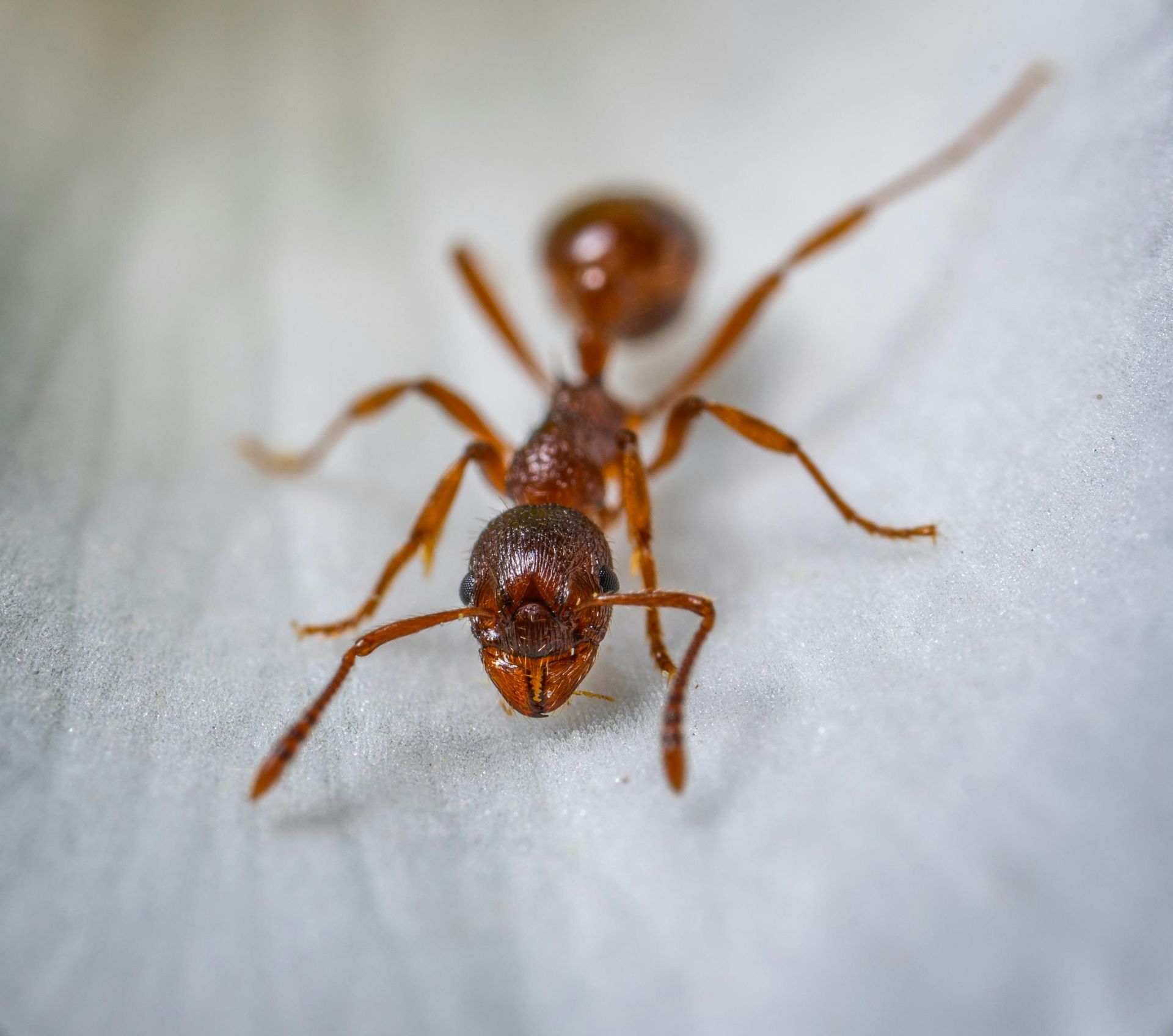 Brown ant with long antennae on a white surface, focused close-up.