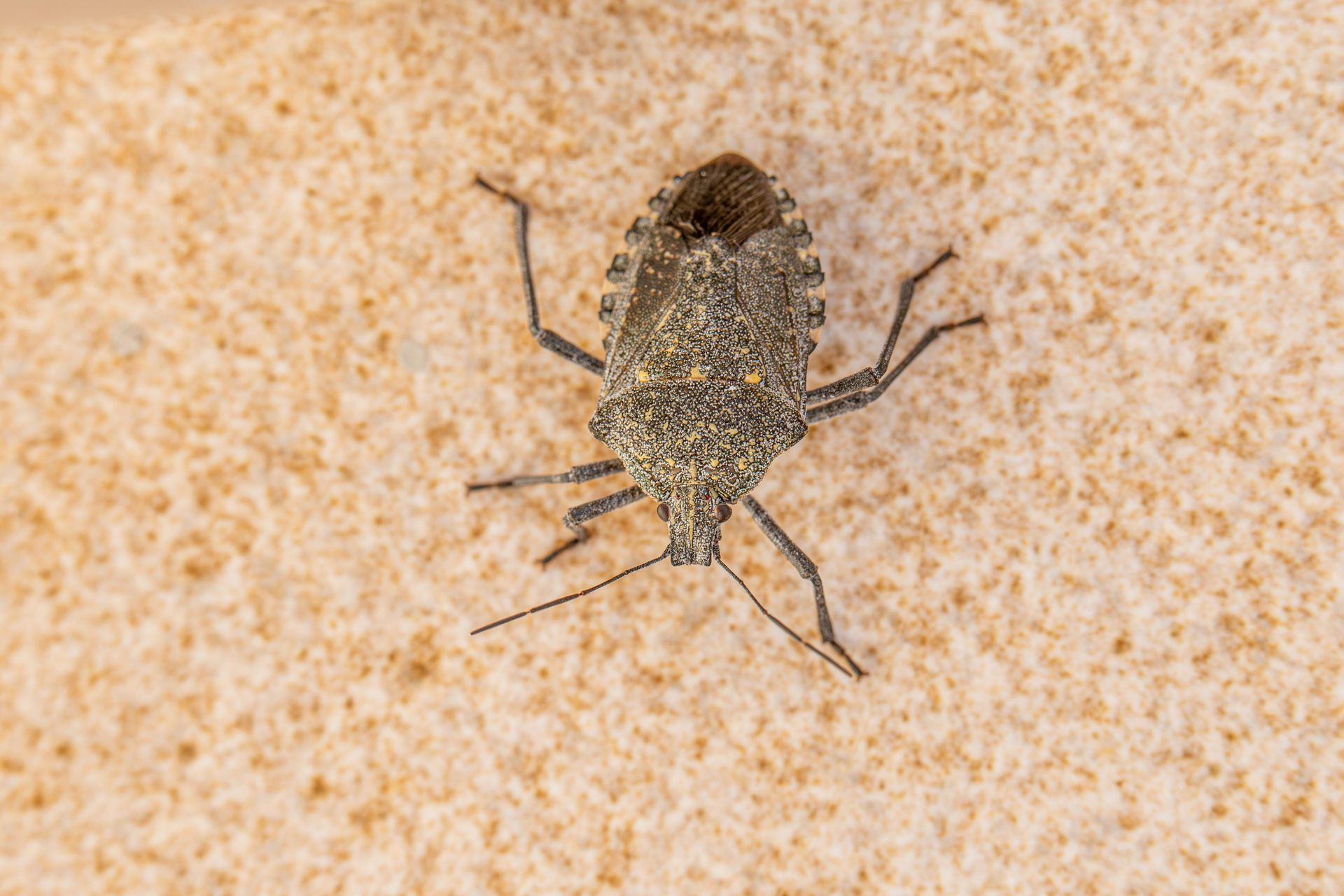 stink bug crawling through a columbia, MD home