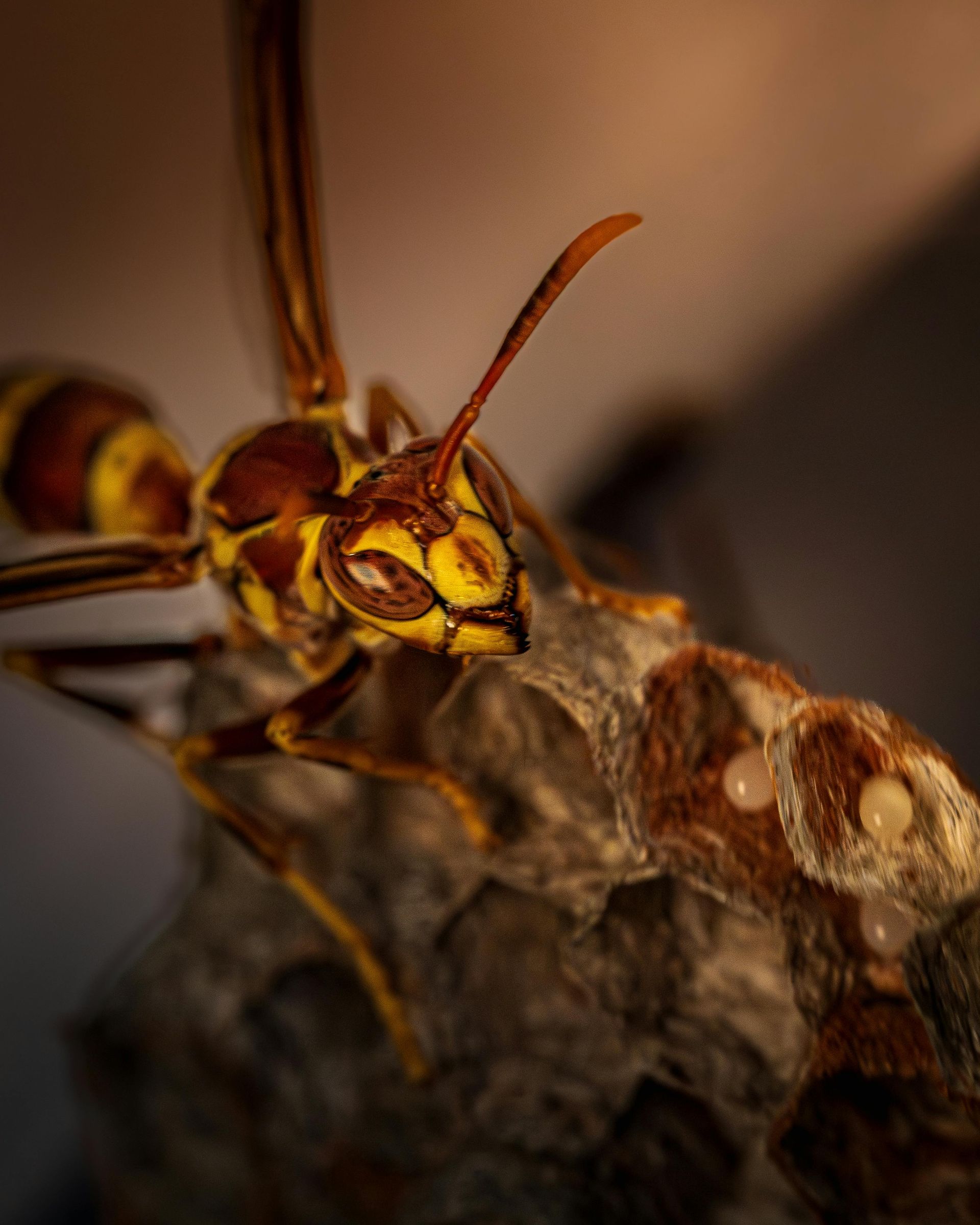 yellow jacket removal 