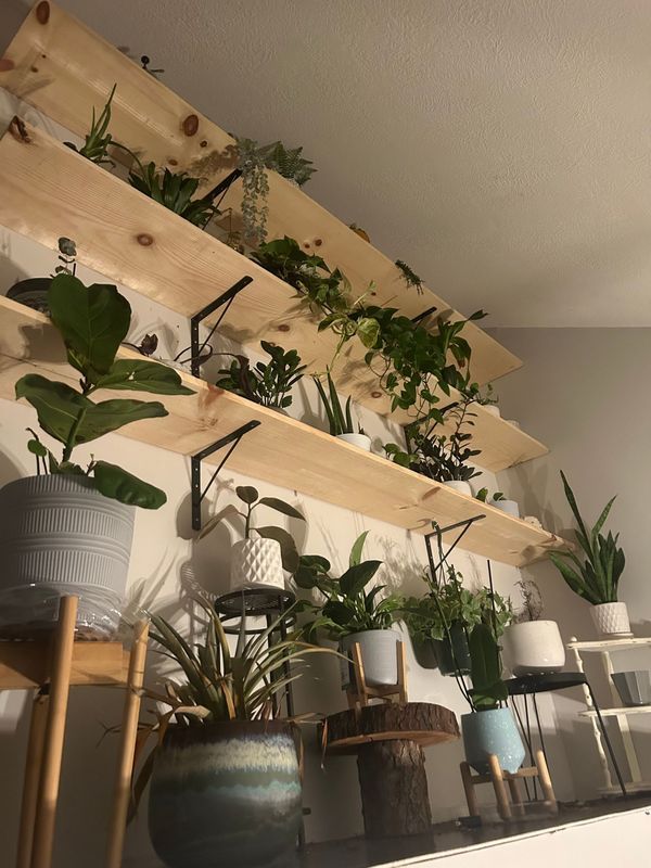Indoor wall shelves lined with assorted potted houseplants in a bright corner.