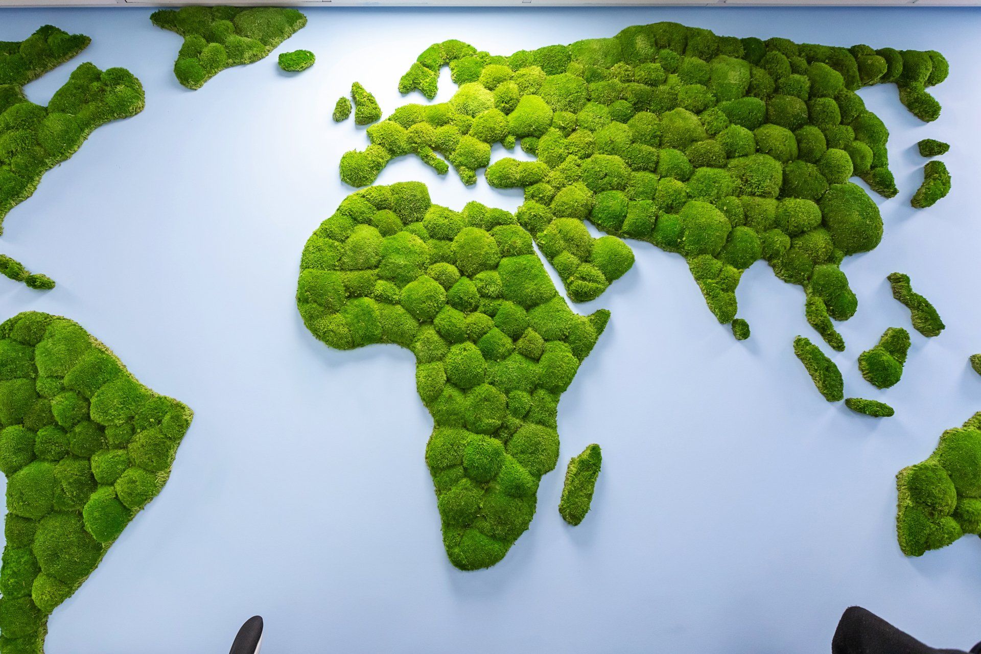 map-shaped plant feature on wall