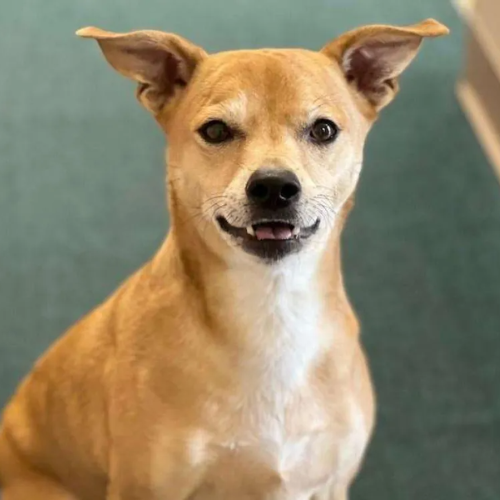 A brown and white dog is sitting on a green carpet and looking at the camera.