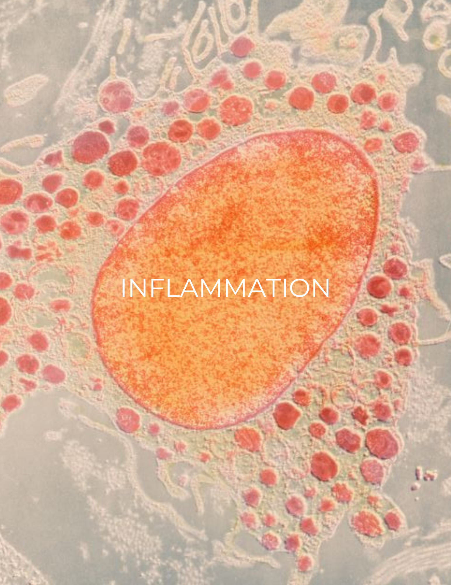 Cell illustration with orange center and red clusters labeled “INFLAMMATION”