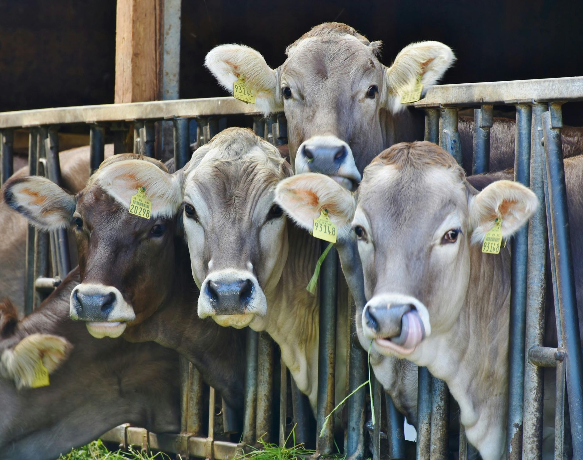 Livestock Operations