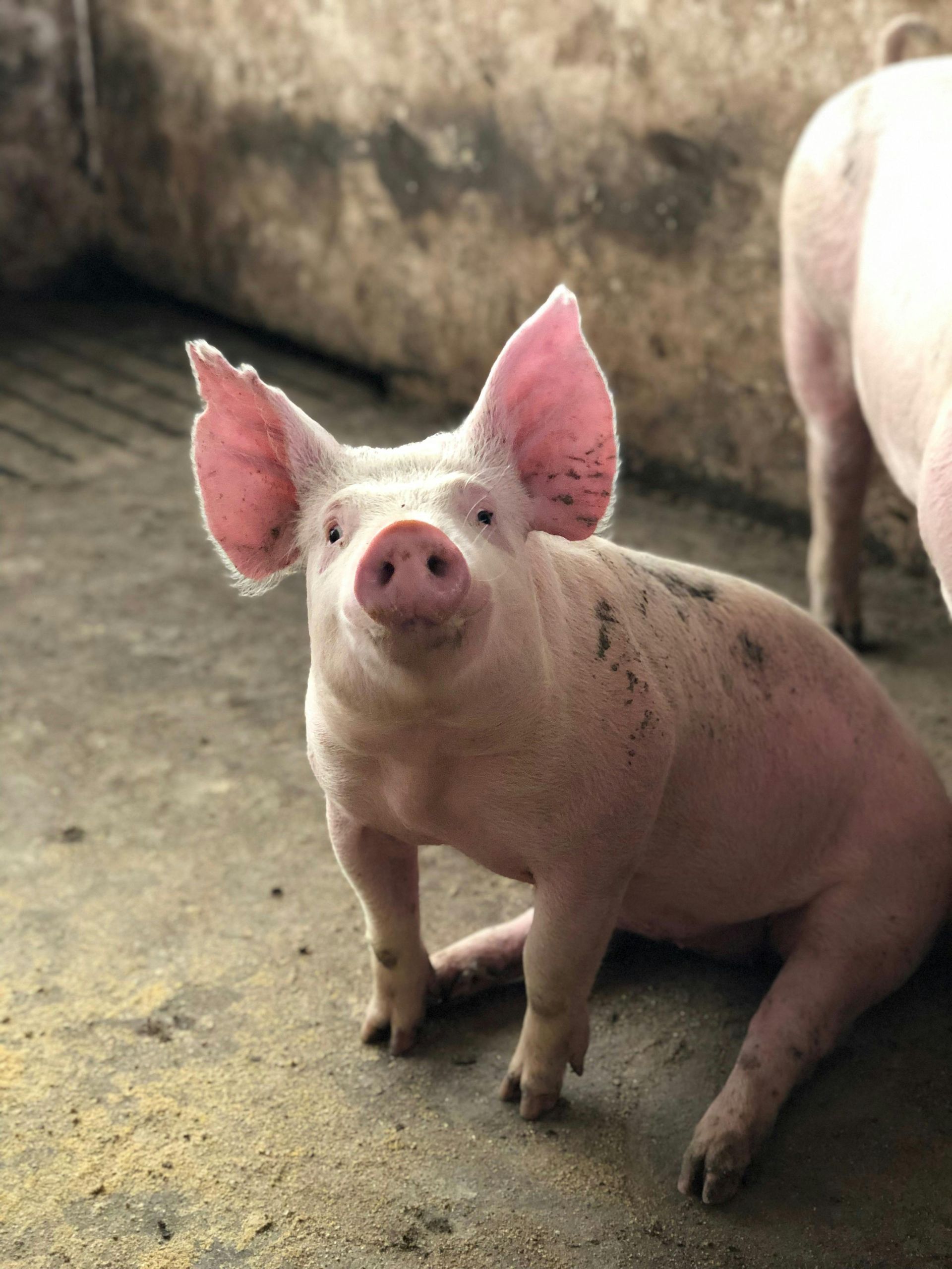 Piggeries