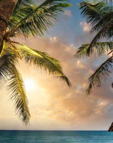 Palm trees
