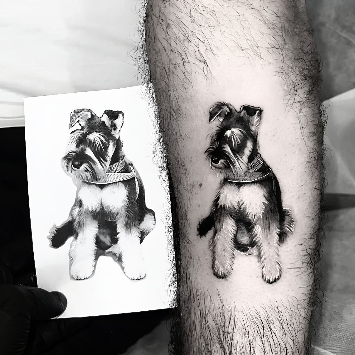 Tattoo Of A Schnauzer Dog, Black And Gray Ink, Sitting, Next To The Original Design — Tattoo Inc Studio in Robina, QLD