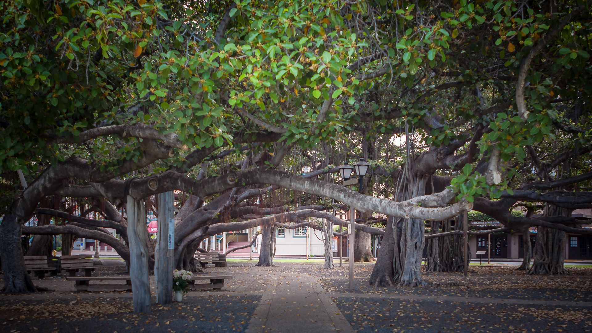 Banyan trees at Lahaina Hawaii, © Polinahe Photography Banyan trees at Lahaina Hawaii, © Polinahe Photography