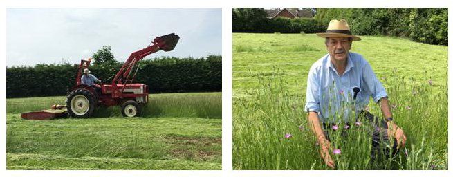 BBM mowing viv corn cockle