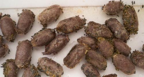 Osmia cocoons