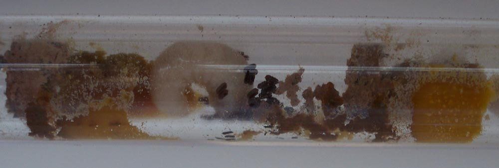 Osmia larvae feeding