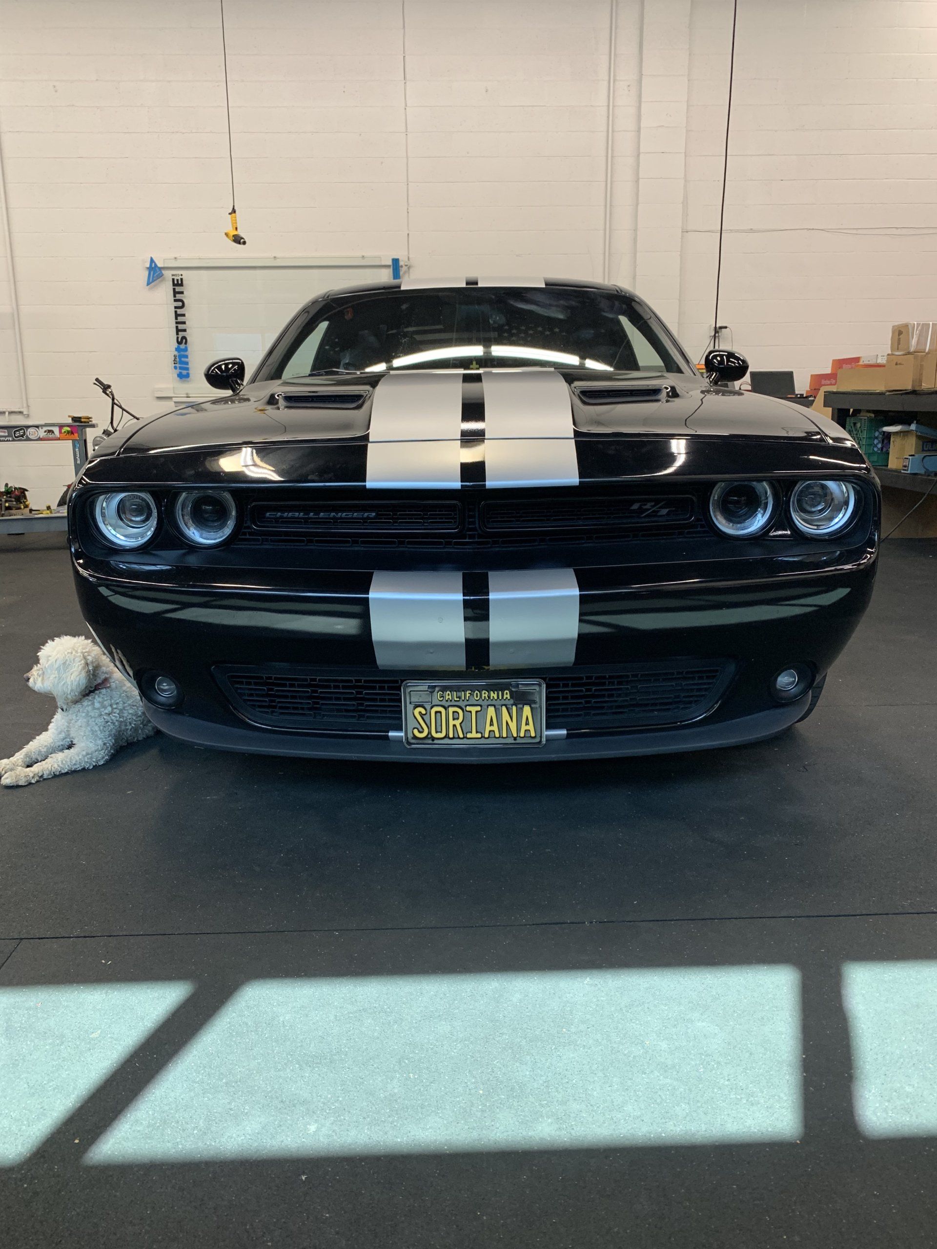 Black sports car with white racing stripes parked indoors, with a small white dog sitting beside it