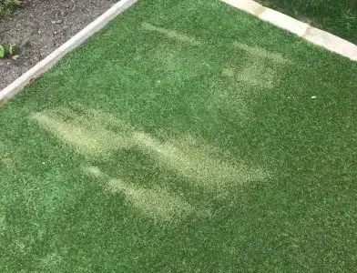 Patchy green grass near a sidewalk, with two pale worn strips across the lawn.