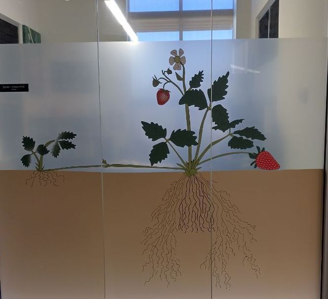 Strawberry plant mural with roots shown on a white-and-brown wall in an office or hallway.