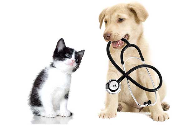 OMEGA HOSPITAL ESTETICA VETERINARIA- desparasitación