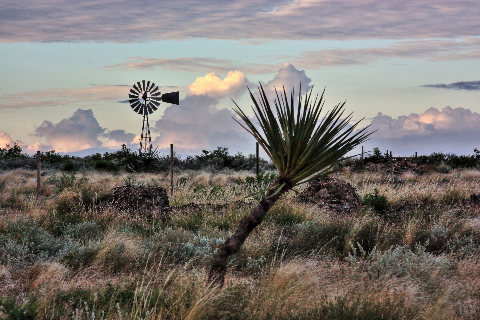 A windmill in the middle of a field with a palm tree in the foreground