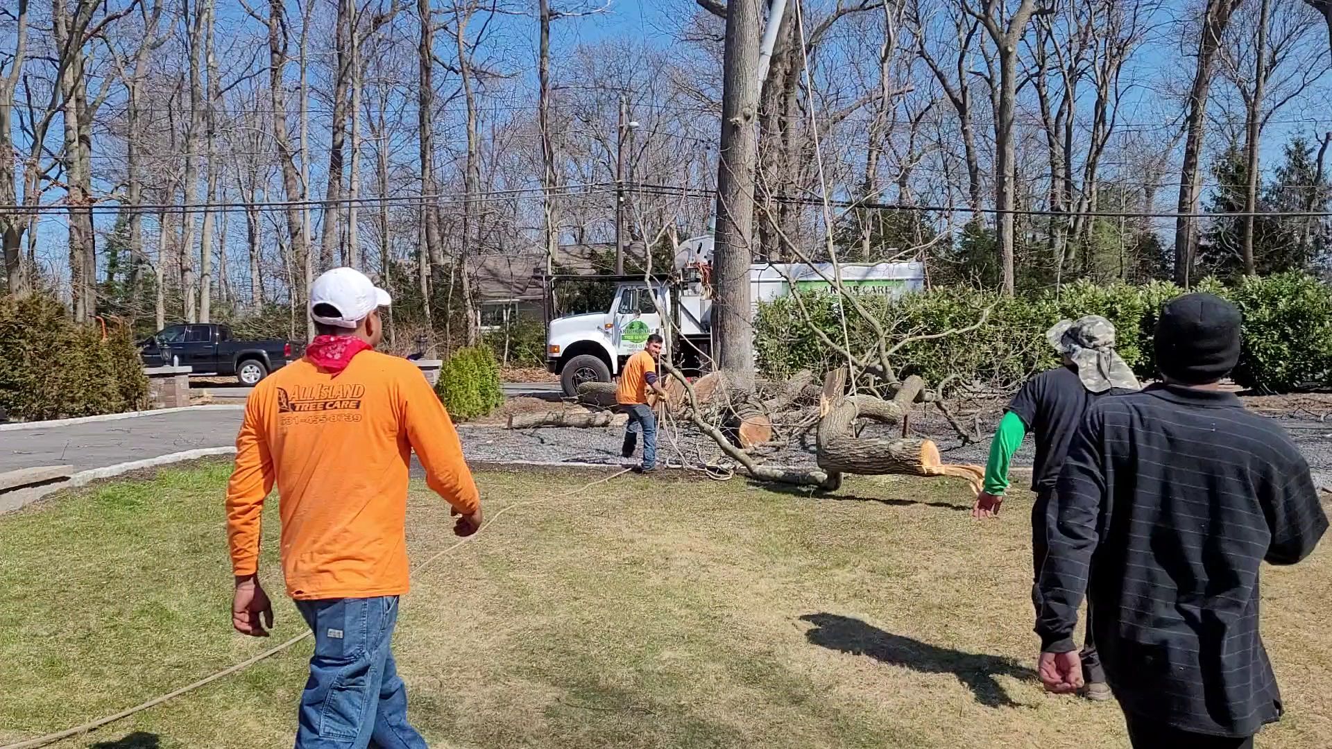 People walking on a lawn near a pile of cut tree branches and a truck in a yard.