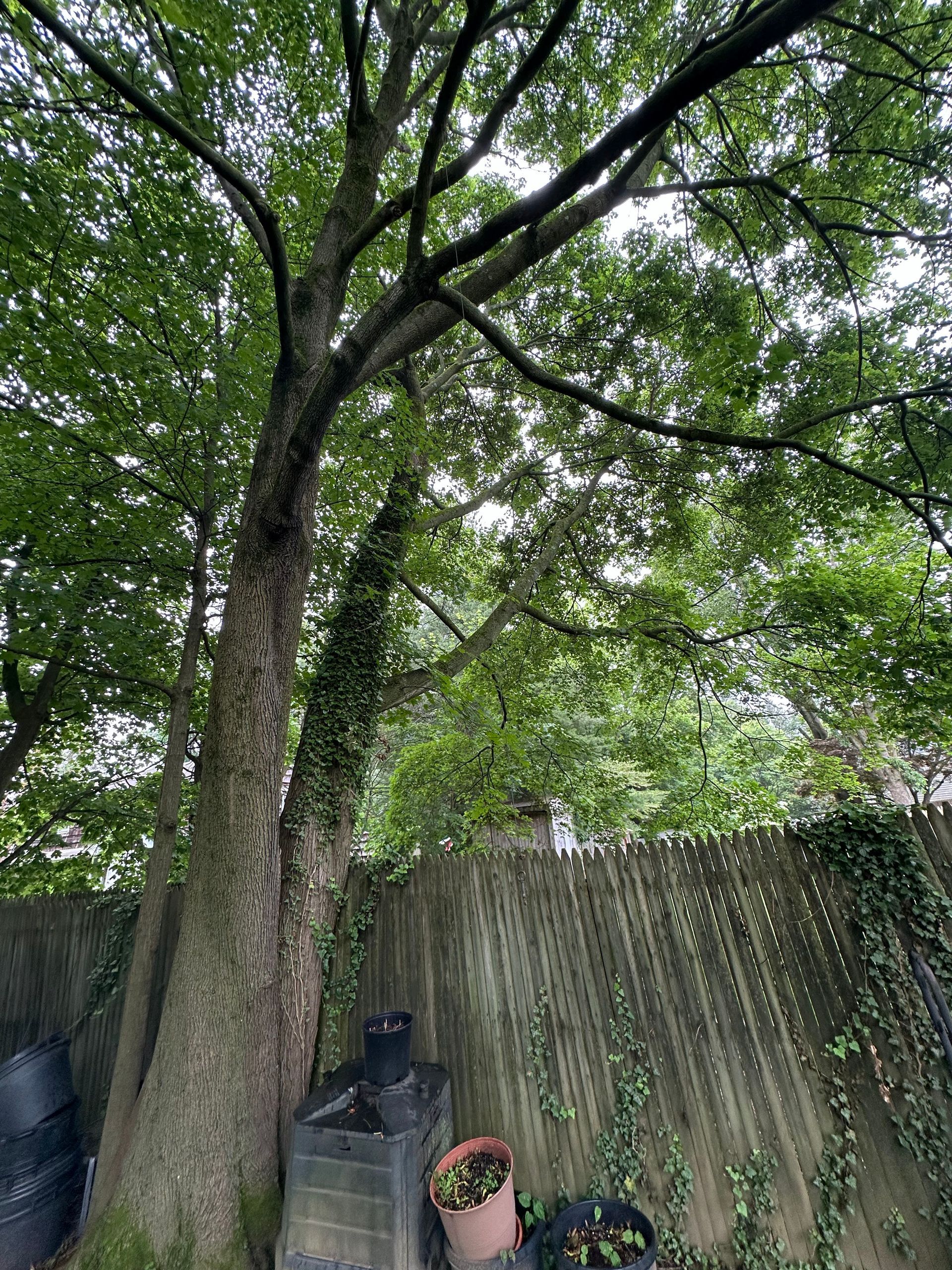Large leafy tree in a backyard beside a wooden fence, with potted plants below.