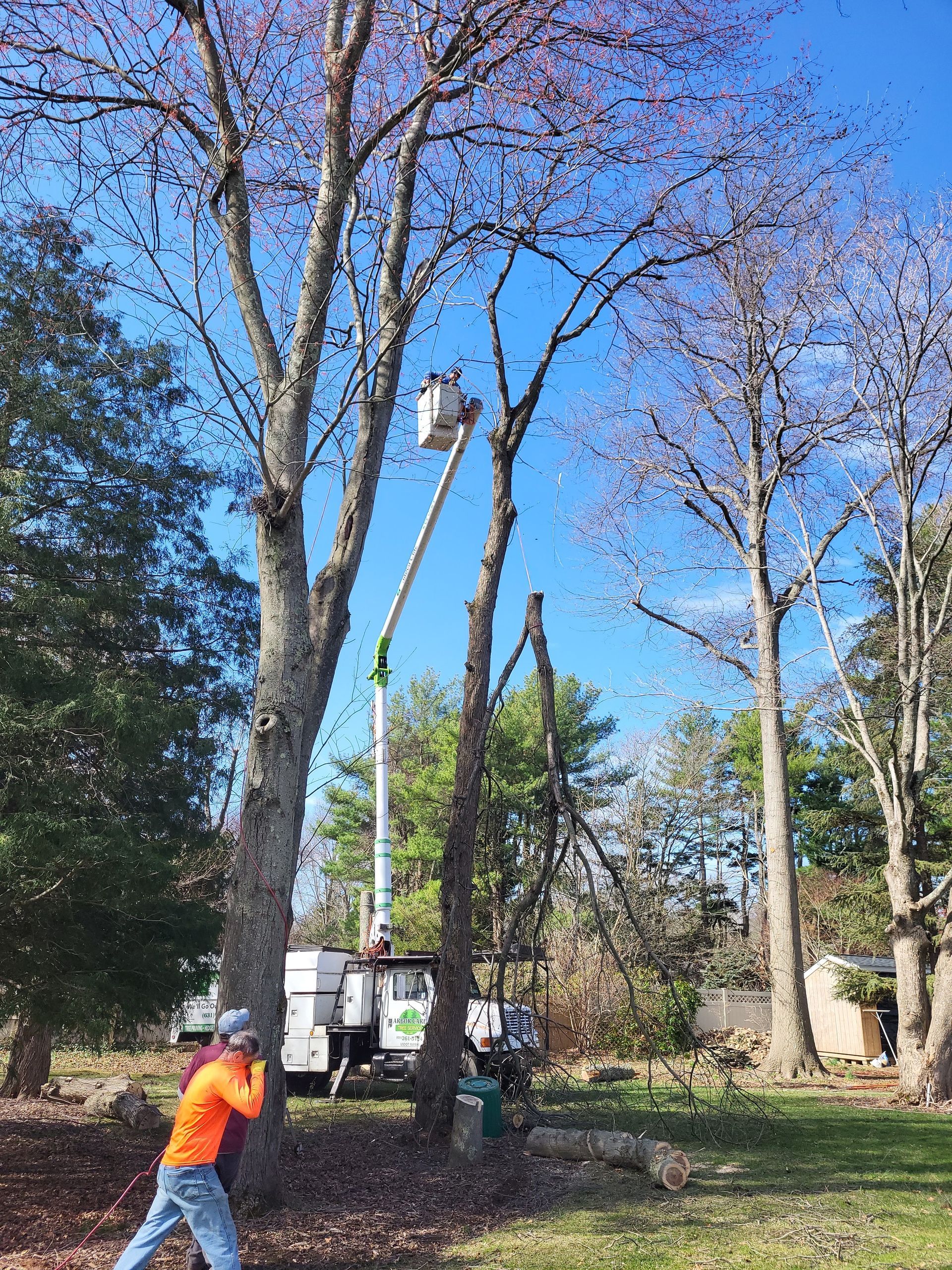 Workers trimming tall trees in a sunny park, with one person in an orange shirt near the foreground.
