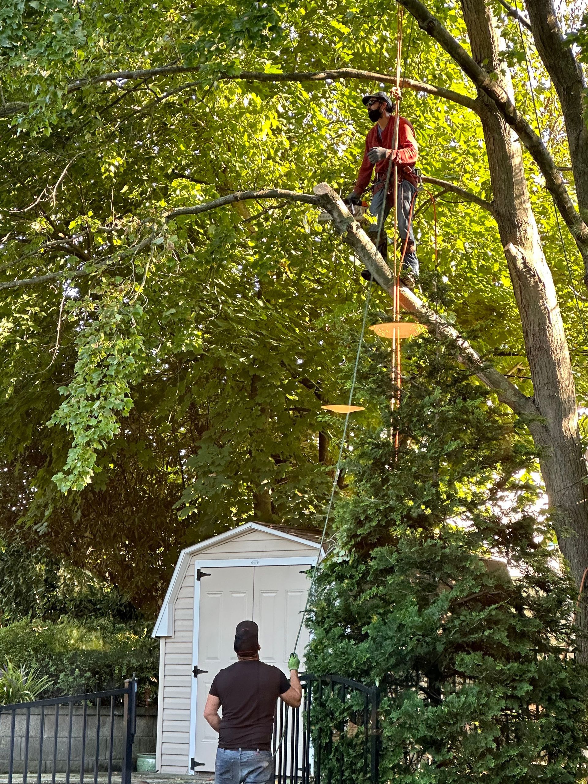 Person in a red shirt stands on a high platform in a tree, with another person below in a backyard.