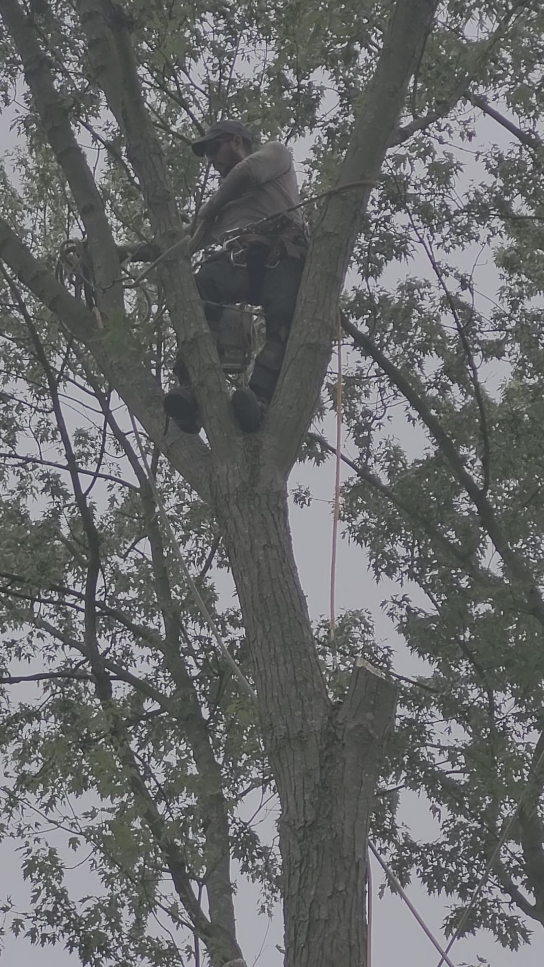 Person climbing a tall tree among dense branches in a wooded area
