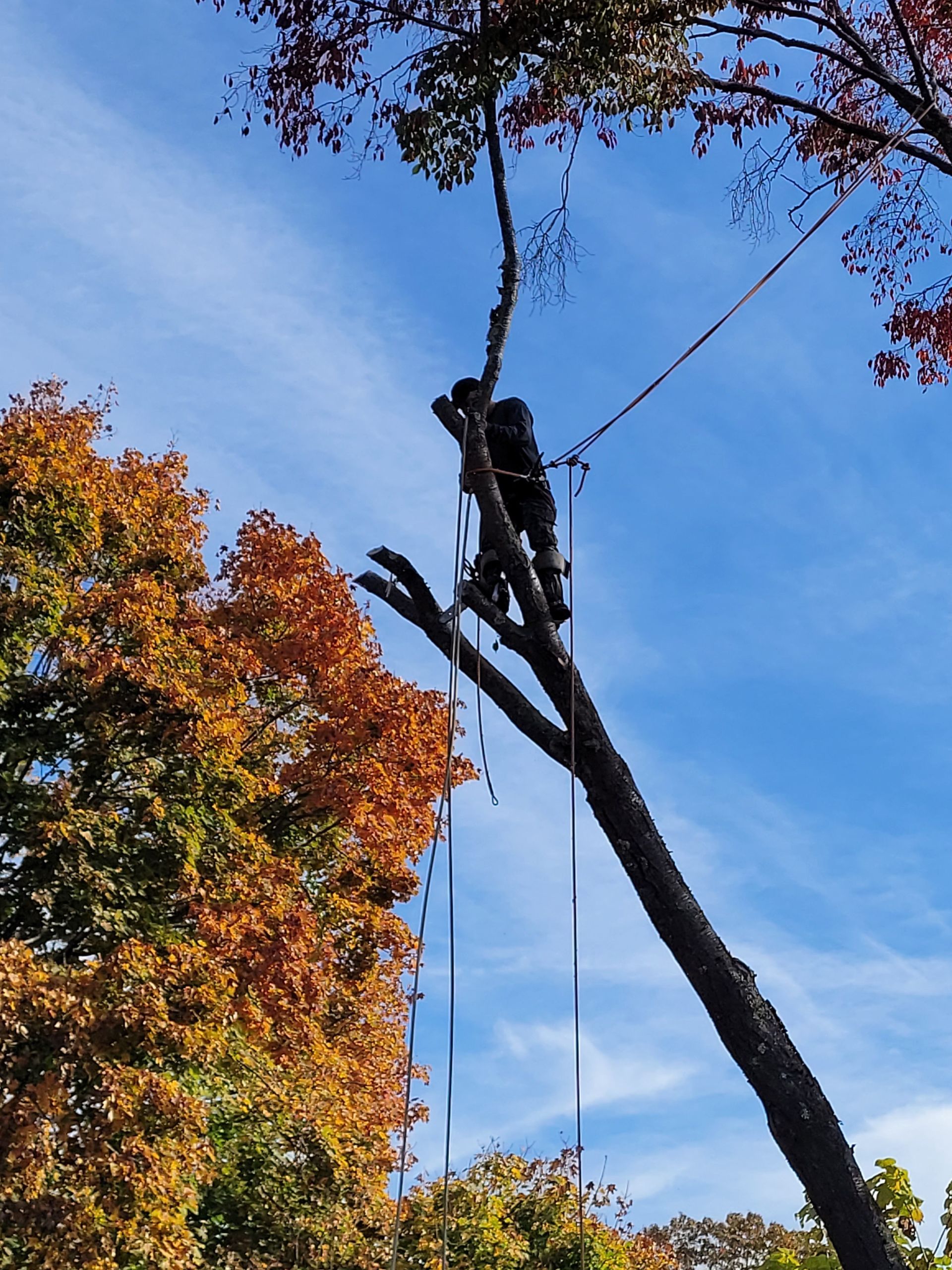 Worker in a bucket lift trimming a tall tree against a blue autumn sky