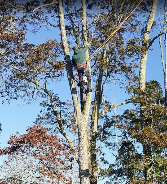 Arborist climbing a tall tree with safety gear against a blue sky