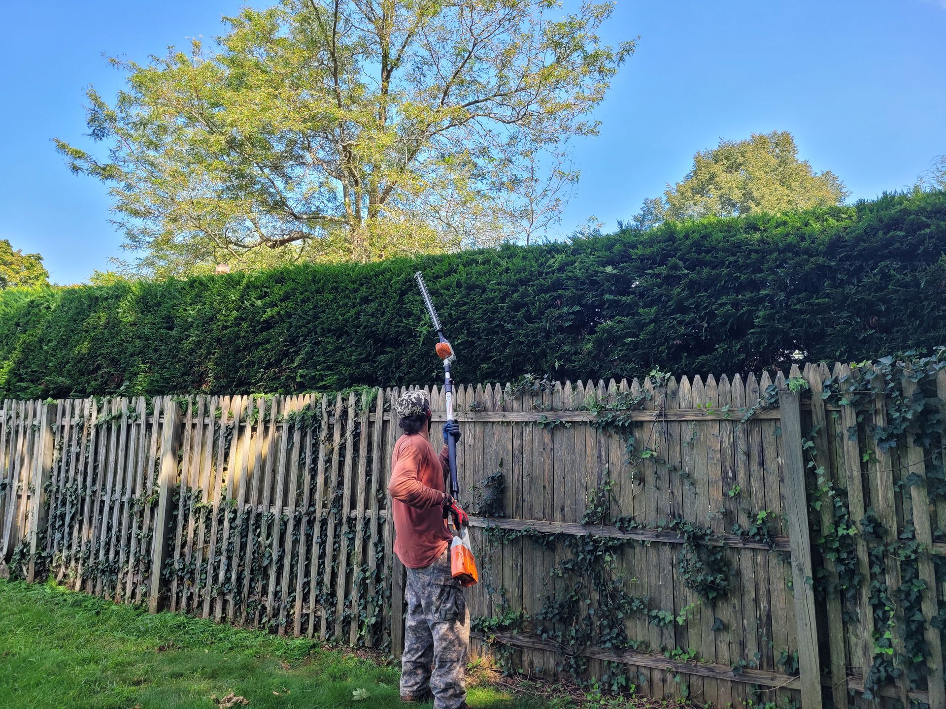 Person trimming a tall hedge beside a wooden fence in a sunny backyard.