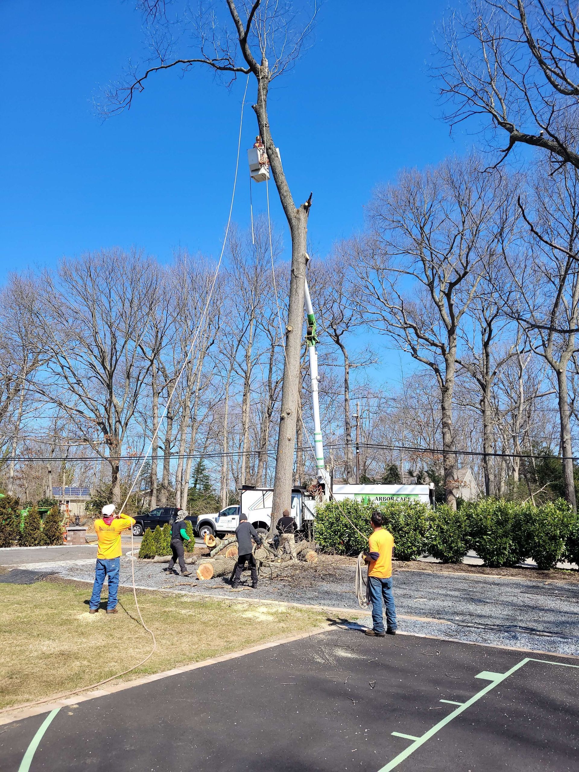 People working outdoors near a tall tree on a sunny day, with a park path and leafless trees in the background