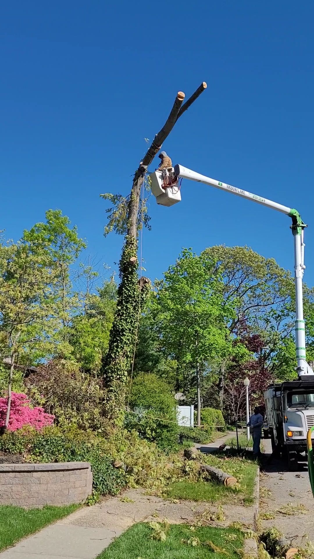 Tree worker trimming a tall tree from a bucket lift on a sunny street with parked truck