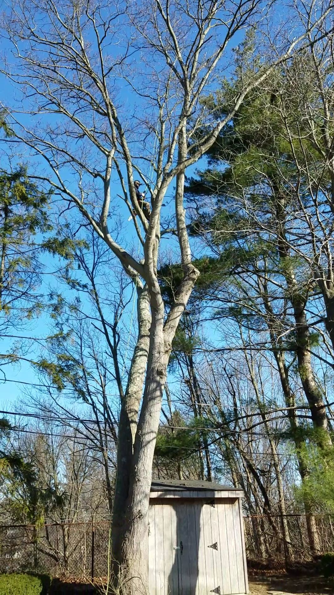 Tall leafless tree beside a small white shed in a wooded yard under a blue sky.