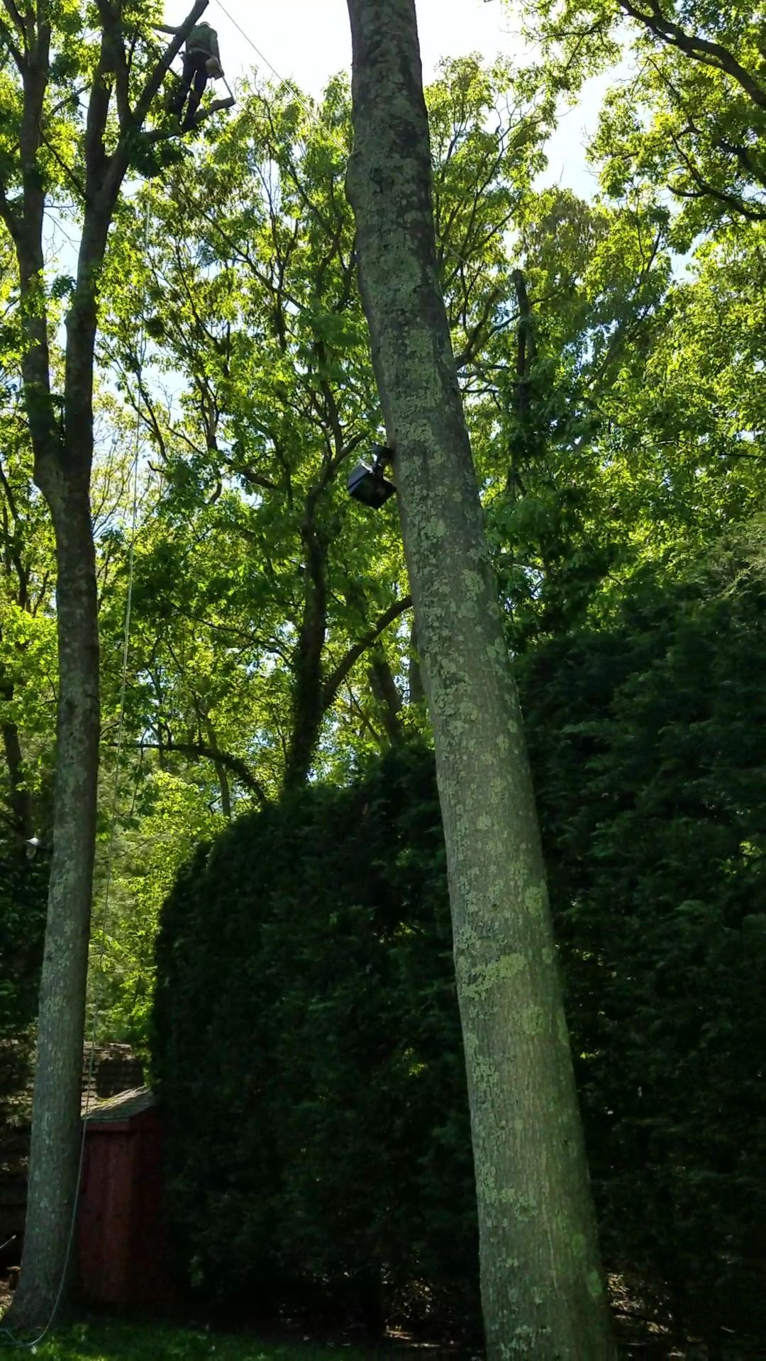 Tall tree trunks and dense green foliage in a wooded area with a small red structure at left.