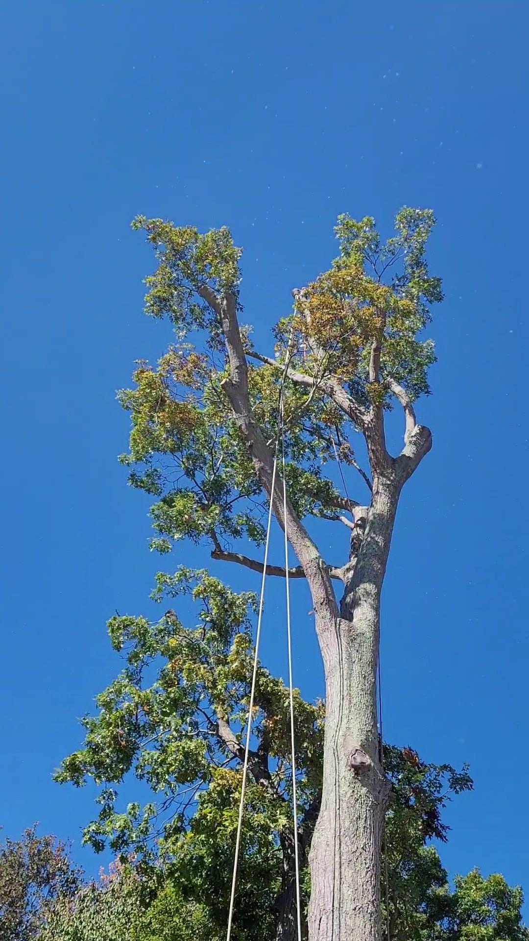Tall tree being trimmed against a clear blue sky, with a worker on a rope near the top.