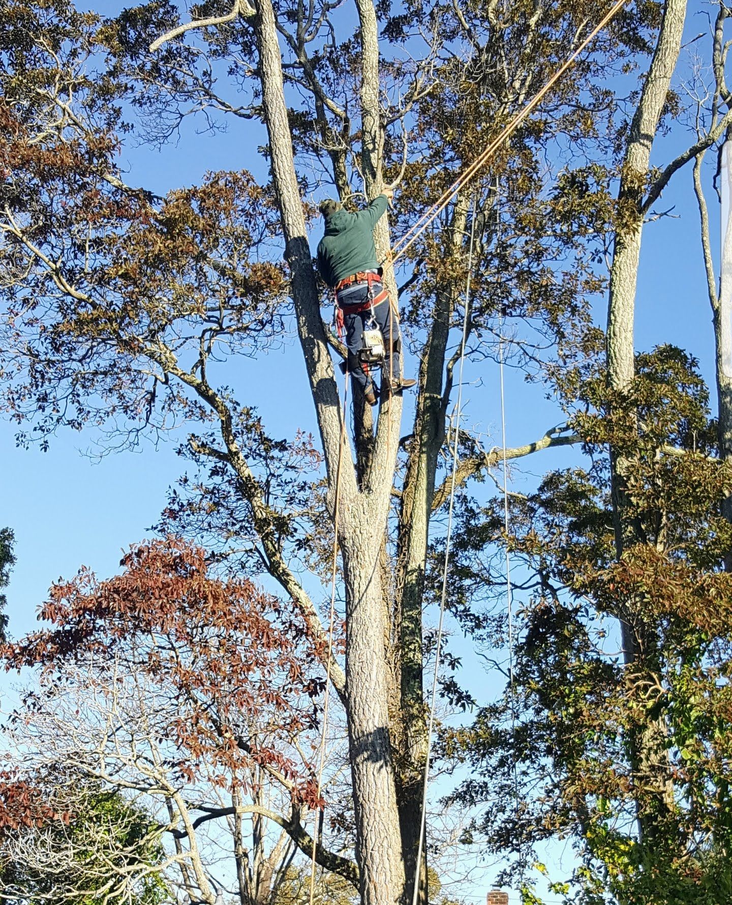 Arborist climbing a tall tree with safety gear against a clear blue sky.