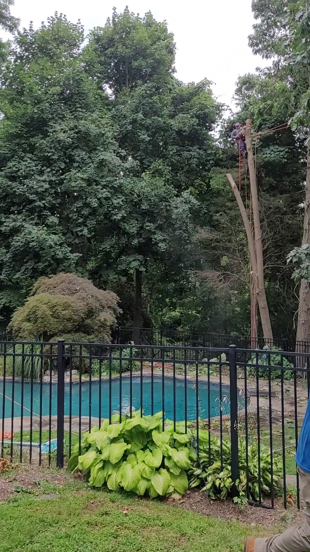 Backyard pool behind black fence, surrounded by tall green trees and shrubs.