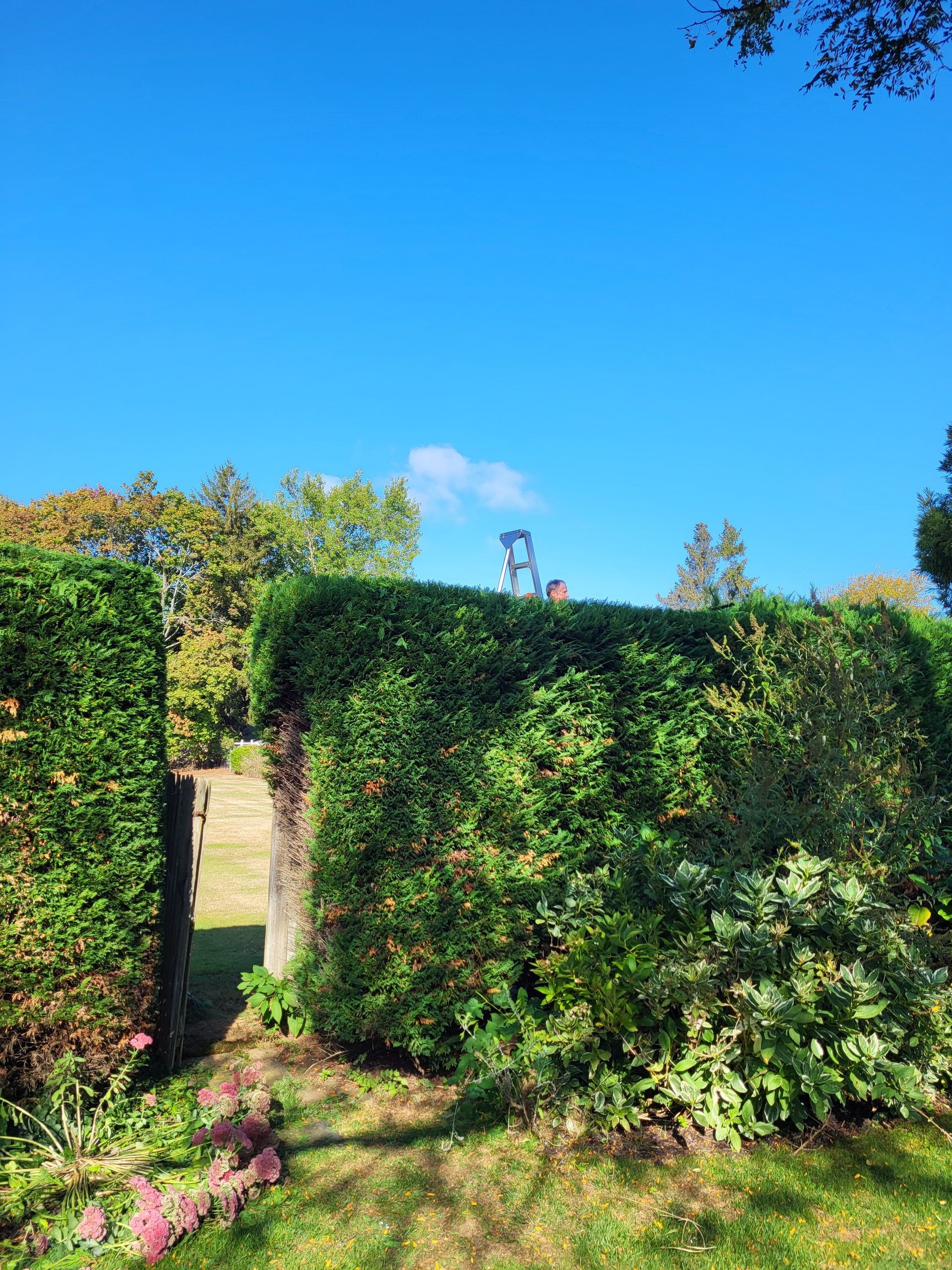 Sunny garden hedge maze with a stone path, pink flowers, and a clear blue sky