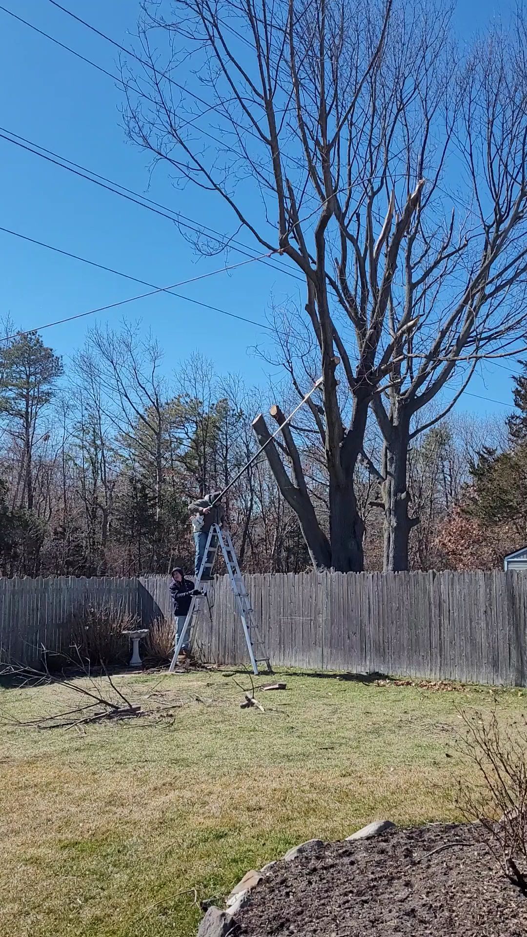 Backyard with a wooden fence, leafless trees, and a ladder near the center under a clear blue sky