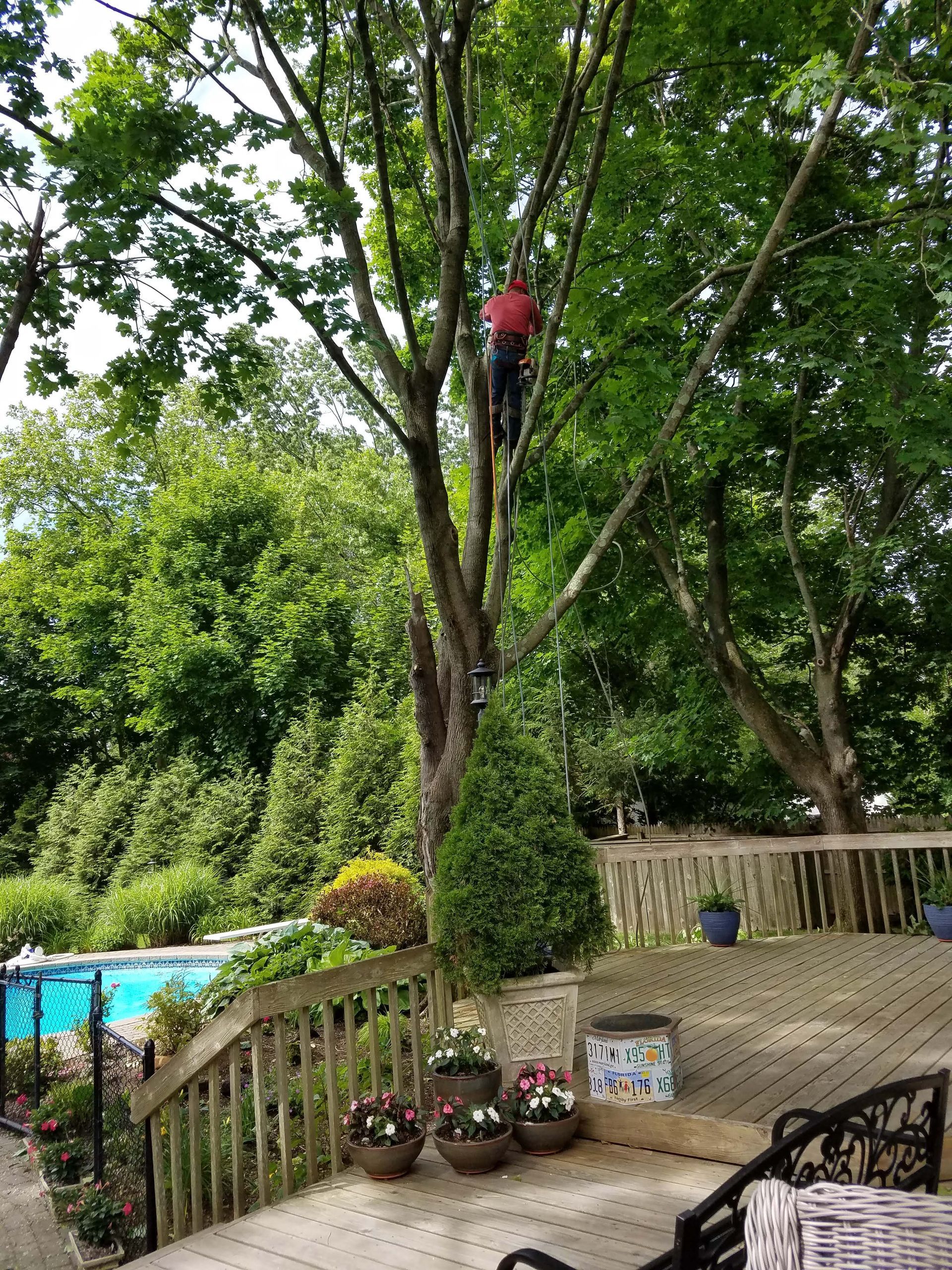 Person in red climbing a tree beside a pool and deck with potted plants