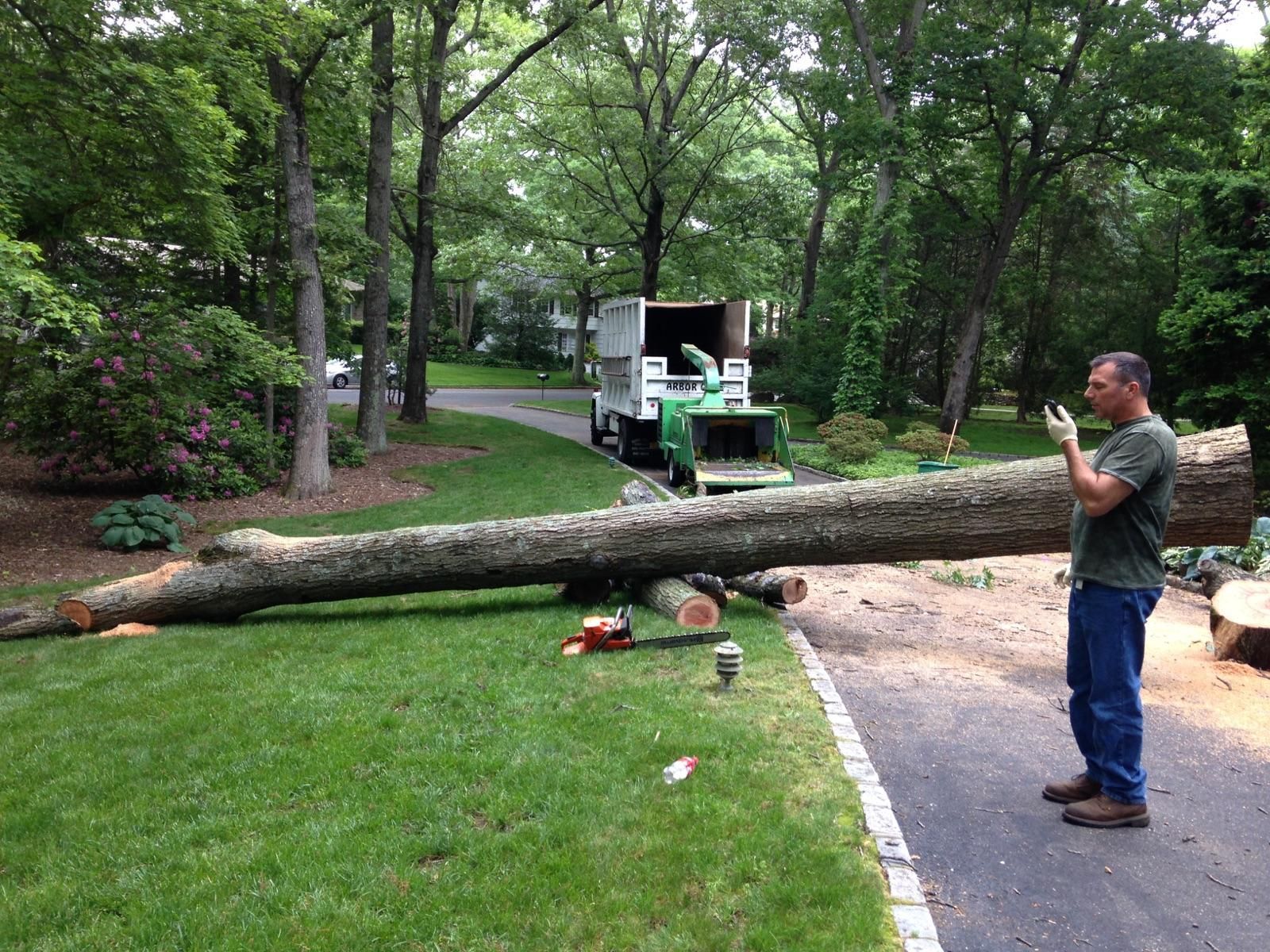 Fallen tree blocks a park path as a man stands nearby taking a photo.