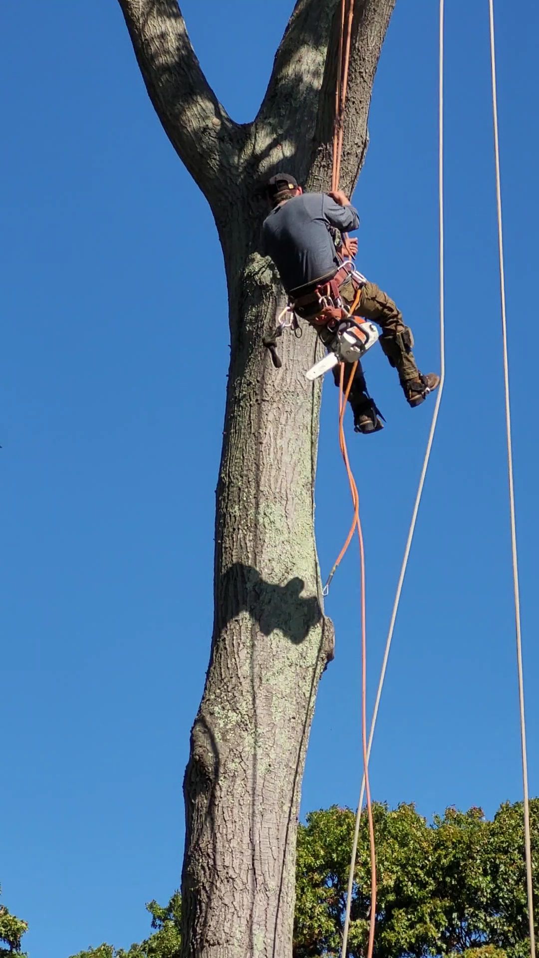 Tree climber suspended by ropes on a tall trunk under a clear blue sky