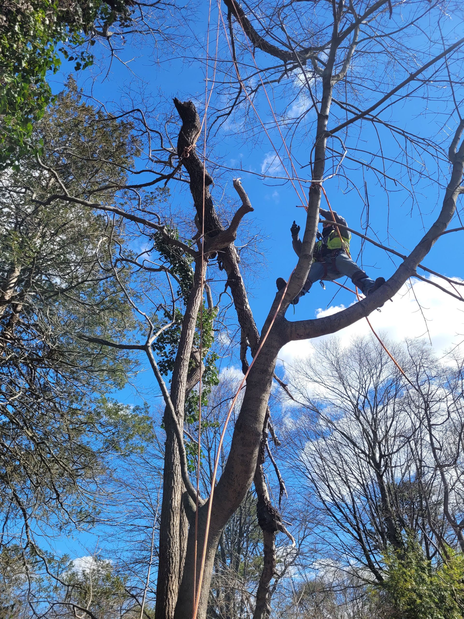 Tall dead tree branches against a bright blue sky with scattered clouds and surrounding green foliage