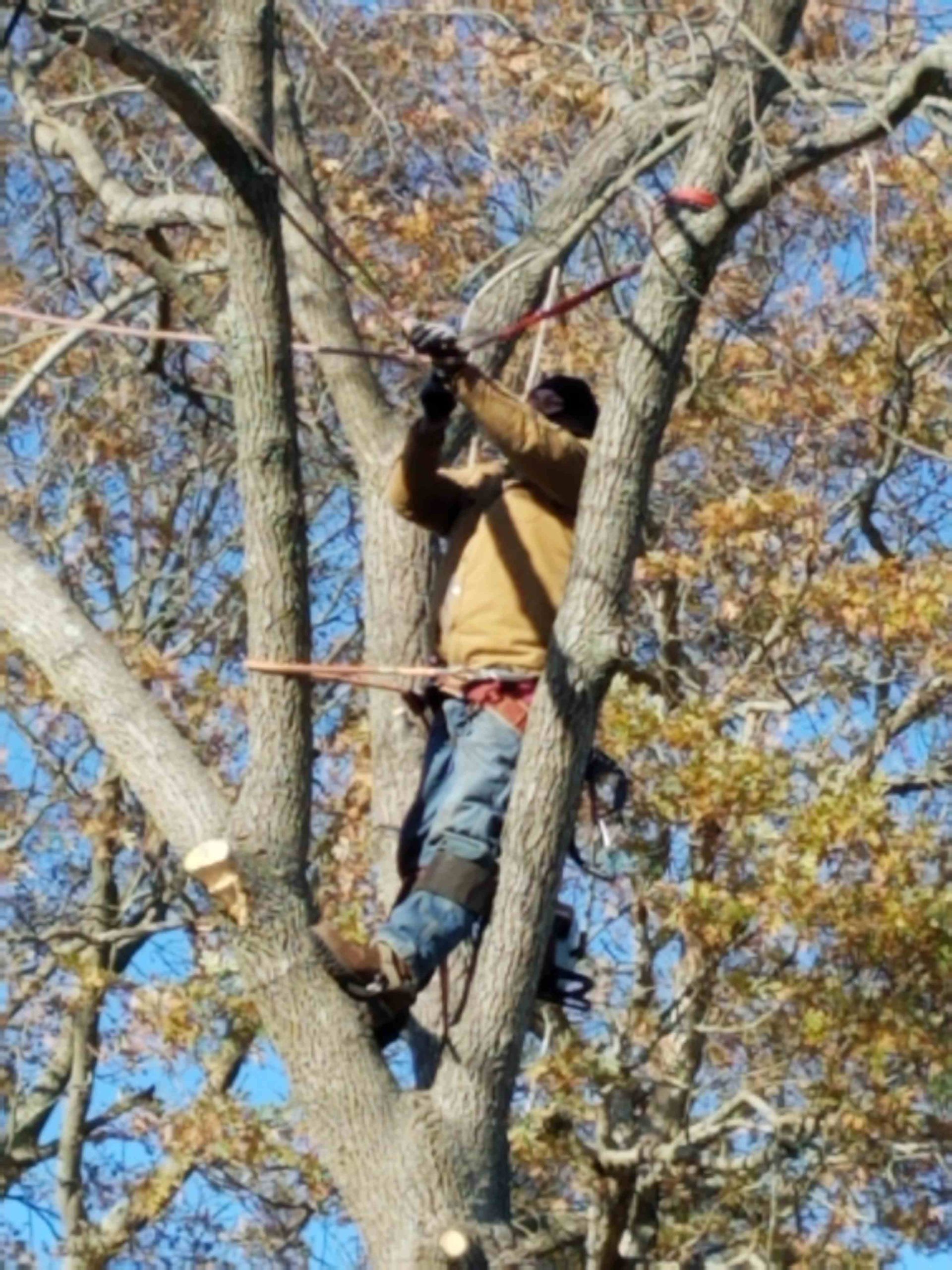 Person climbing a tree, wearing a tan jacket and jeans, reaching upward among bare branches.