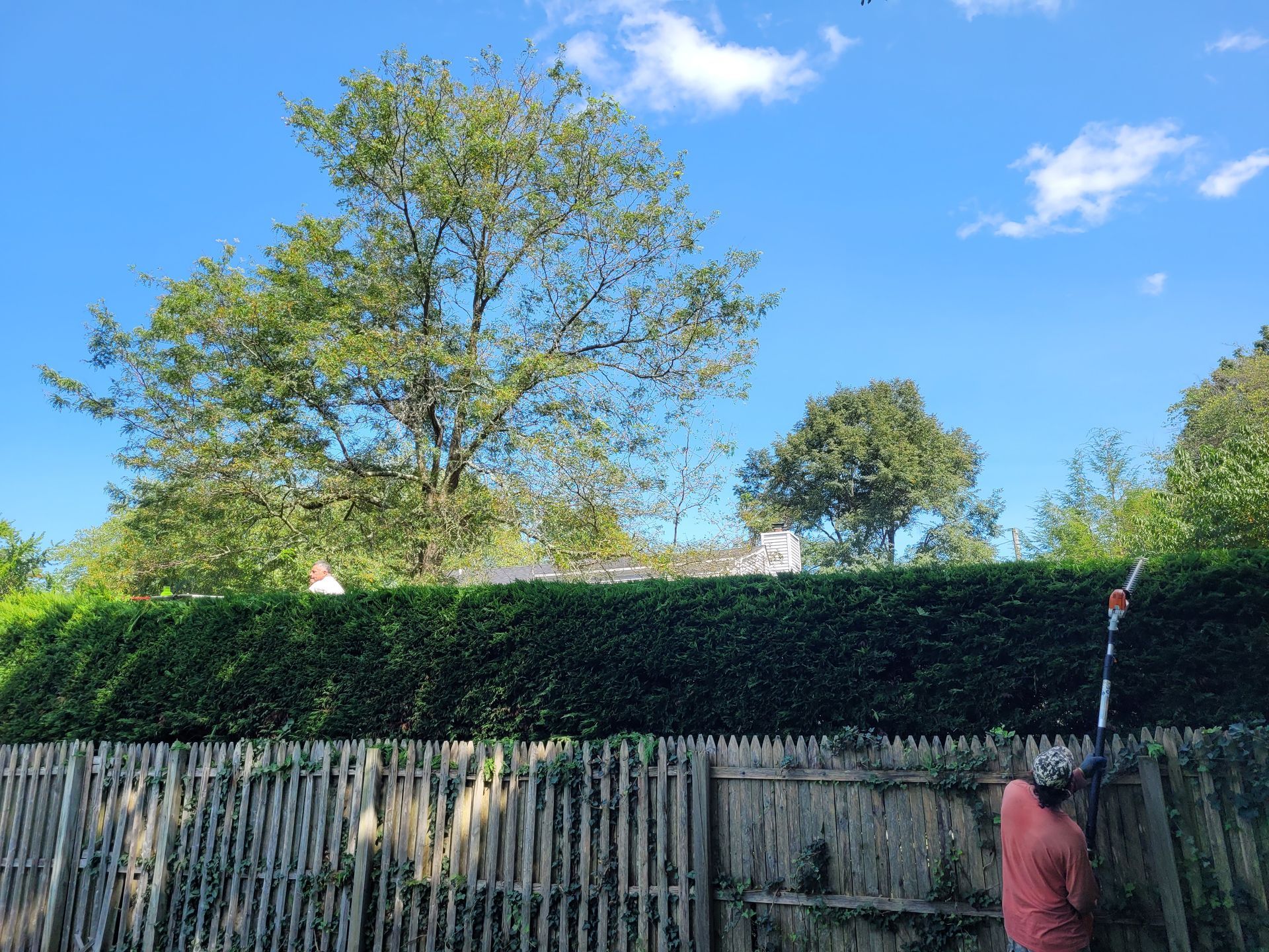 Backyard with tall hedge, wooden fence, blue sky, and a person in a red jacket at the right edge
