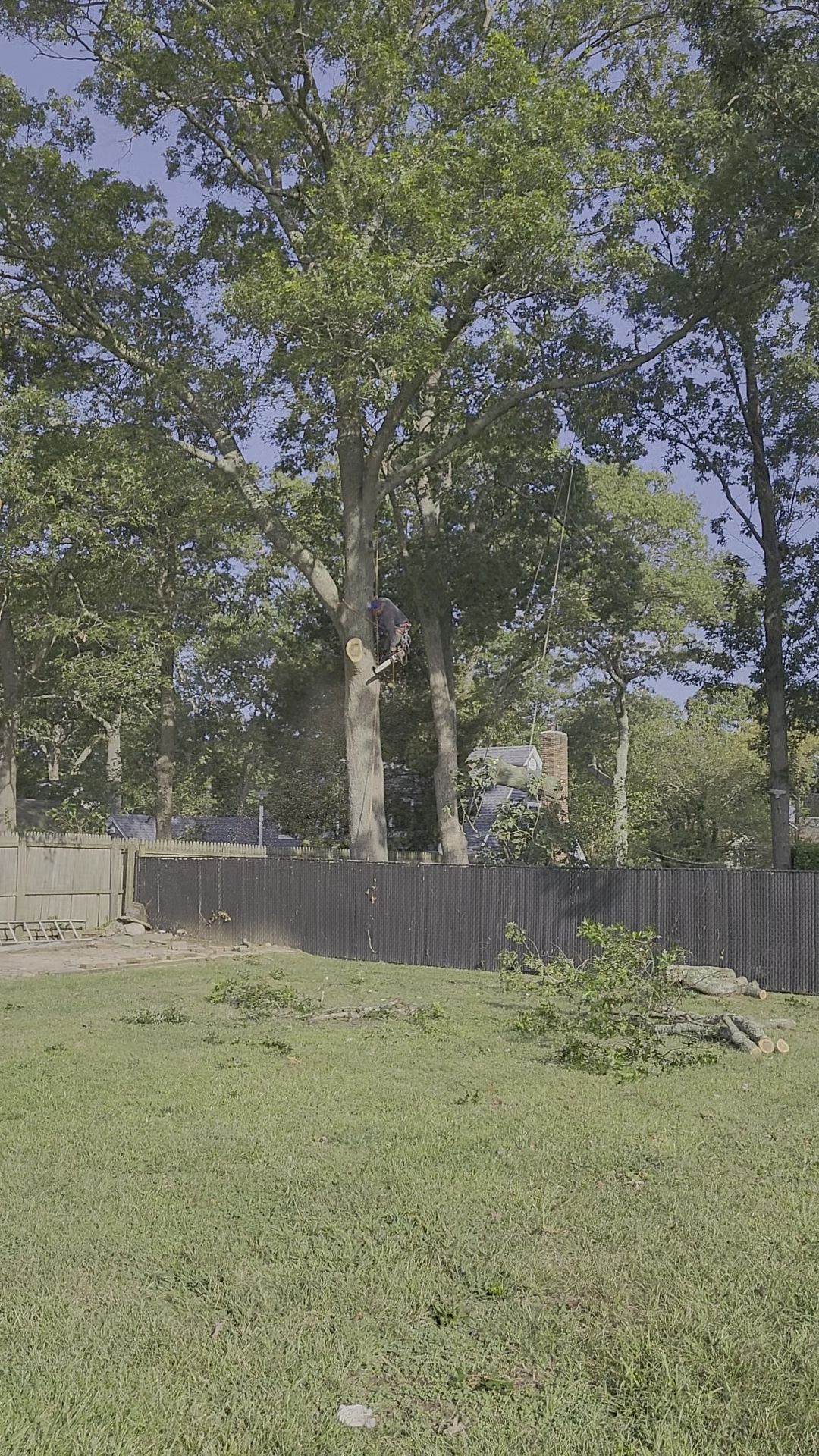 A grassy yard with tall trees, a wooden fence, and a clear blue sky.