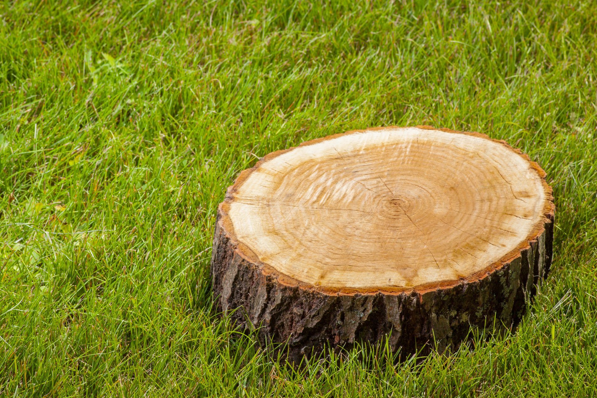 Freshly cut tree stump in green grass