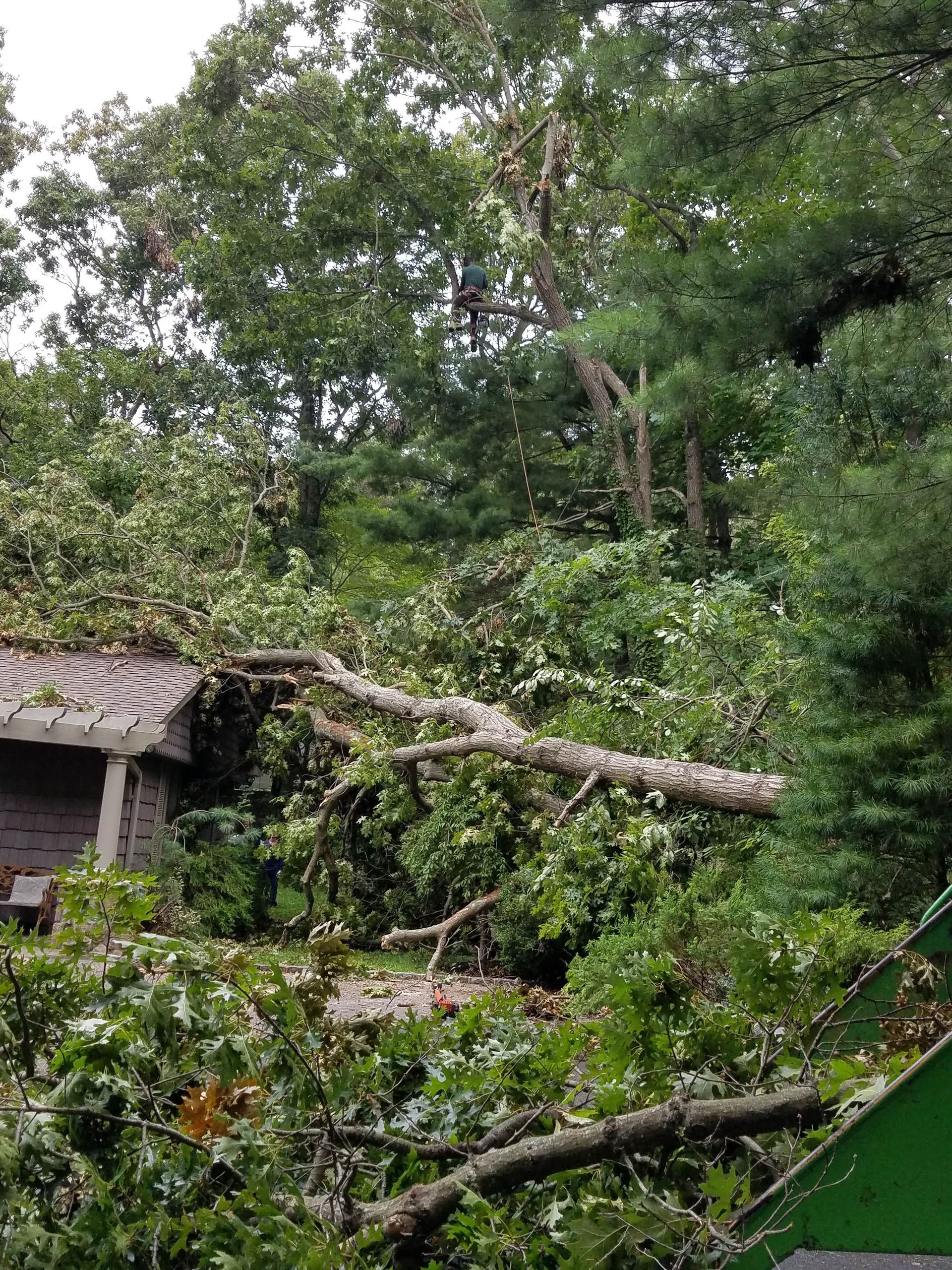 Fallen tree branches over a small house in a dense green forest after storm damage