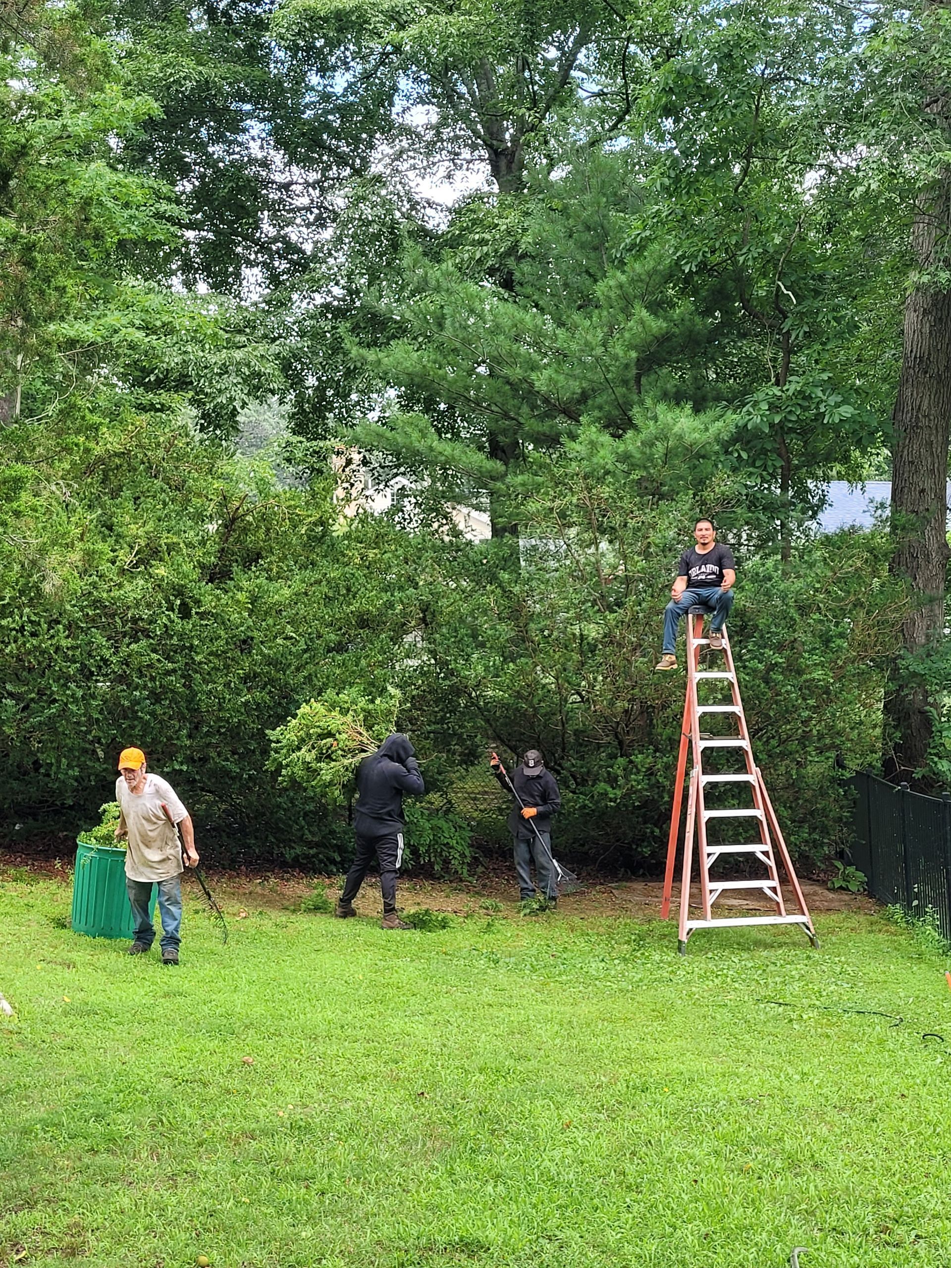 People working in a grassy yard by dense trees, with one person on a ladder trimming overhead branches.