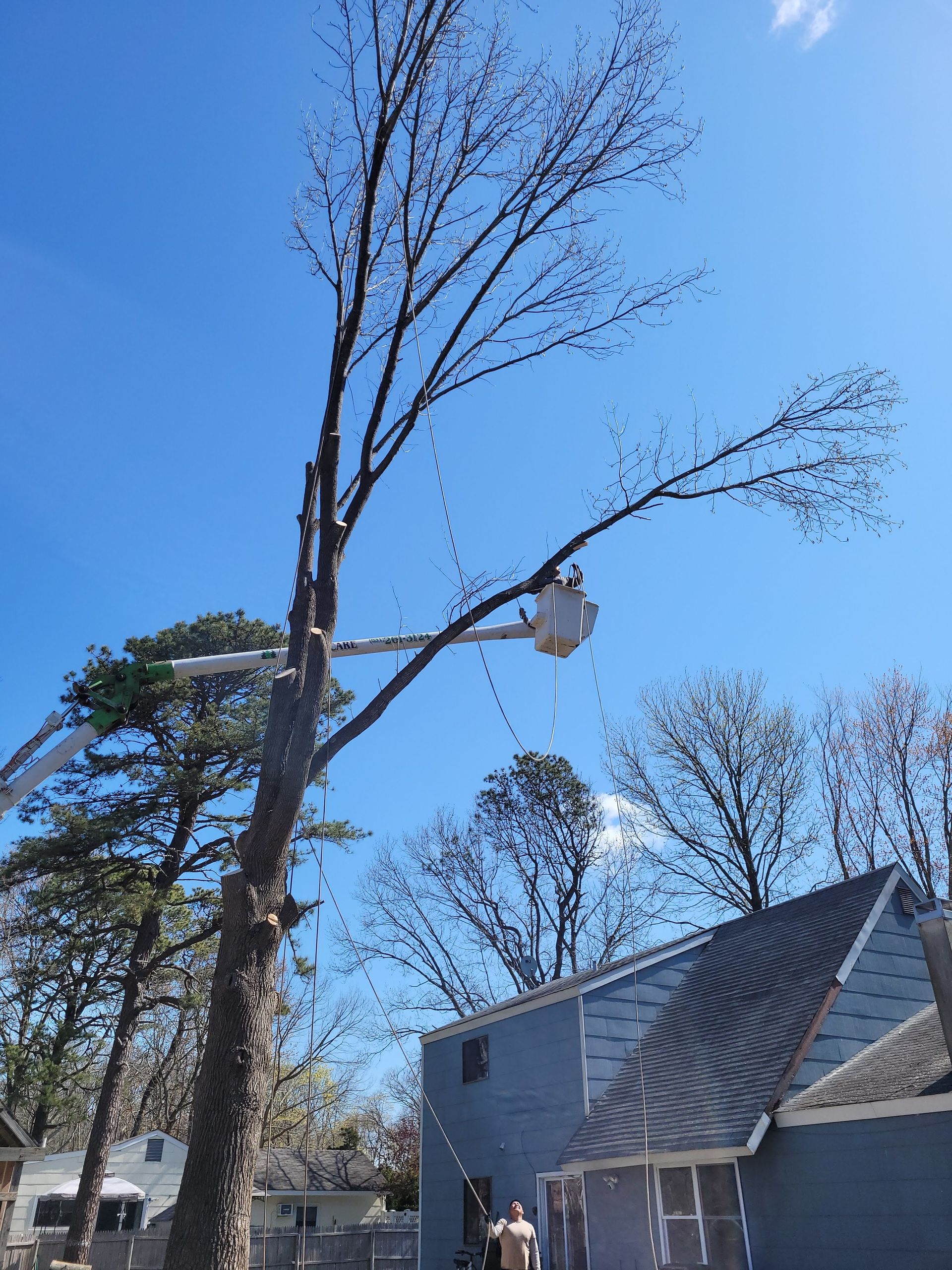 Tall bare tree beside a gray house under a clear blue sky, with a streetlight on a branch